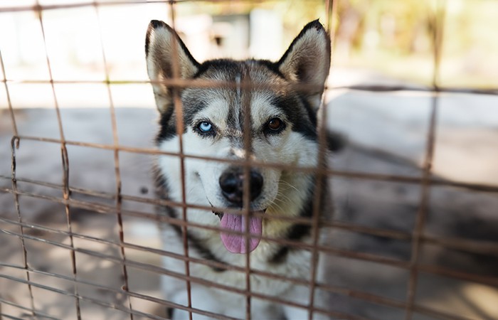 dog