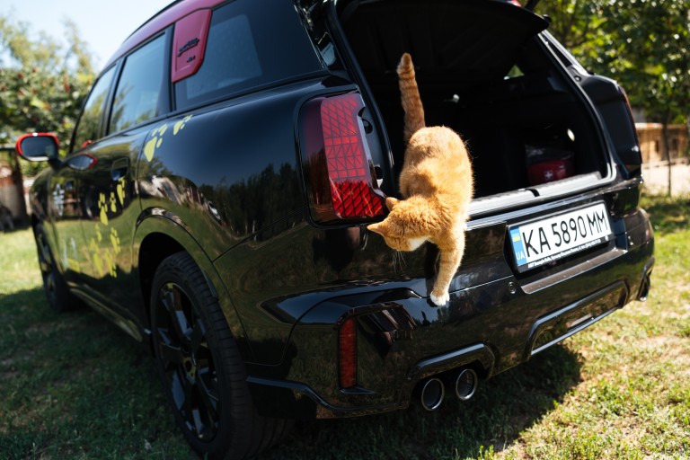 cat